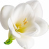 White freesia